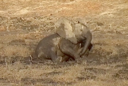 Chobe